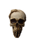 James Ryman Breaking Out Skull Skeleton Ornament 20cm