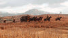 Red Dead Redemption 2 (XBOX ONE)