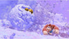 Donkey Kong Bananza - Switch 2 - Great Yarmouth