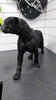 **BRAND NEW** BLACK PANTER STATUE ** COLLECTION ONLY**