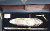 Harry Potter Nimbus 2000 Junior Broom Replica