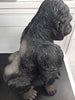 * COLLECTION ONLY* Big Gorilla Statue W/ Box